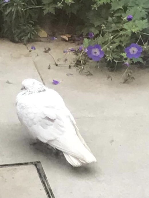 Grace-Ann Fallon tweet media