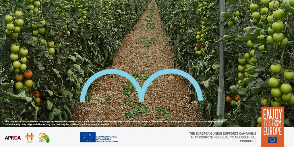 cutesolar_eu's tweet photo. In the solar greenhouses of southern Europe, we promote the rational use of water through techniques such as sanding and precision irrigation. 💦This way we fight water waste, doing our bit to take care of the environment. 💚 

https://t.co/R77Y7pCLp2
#CultivatingTheTasteOfEurope https://t.co/iu4es7VbtW