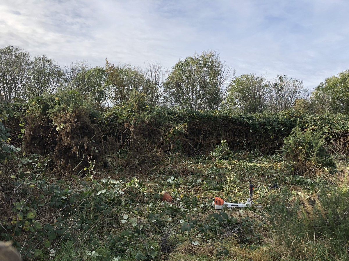 lhyde2017's tweet photo. #TeamTask #TottenhamMarshes @LeeValleyPark cutting back the bramble round Gorse, meadow cut & rake & litter pick #ParkPostive shrew put safely into habitat pile + a curious fox ๐ฆโบ๏ธ๐ https://t.co/VGnSa2ncUH