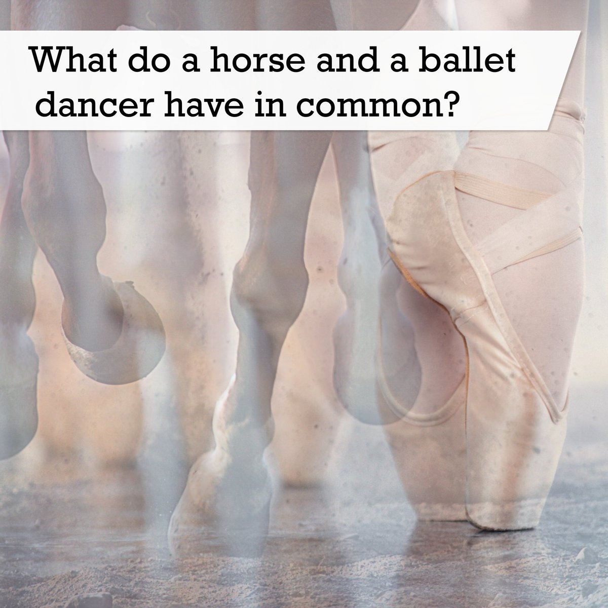 What do a horse and a ballet dancer have in common?

(Answer will be posted in the comments)
#anatomyfacts #comparativeanatomy