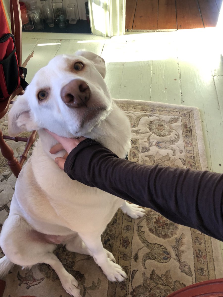 Does your workspace include moments of pure joy and unconditional love? 🥰