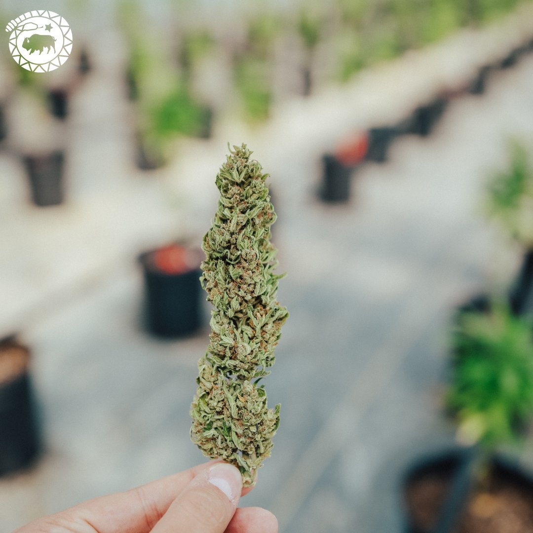 High Grade Hemp Seed tweet media