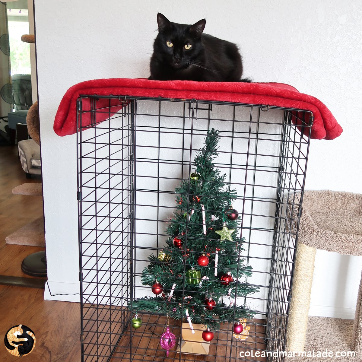 ColeTheBlackCat's tweet photo. Cole always made the best out of situations! 🎄🖤
#ChristmasWithCats #ColeAndMarmalade https://t.co/QSQHeFEpYb