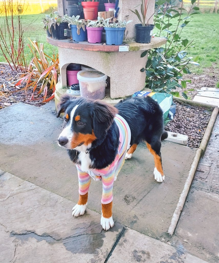 ButtonBernese's tweet image. Loving my rainbow top 🌈 but it stops me licking and scratching my stitches😆 #bernese #bernesemountaindog #puppy #berner #dogsoftwitter