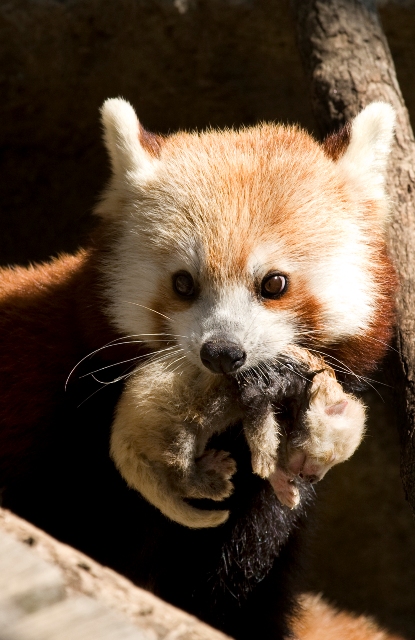 RedPandaEveryHr's tweet photo. https://t.co/oxCw4Bktrb