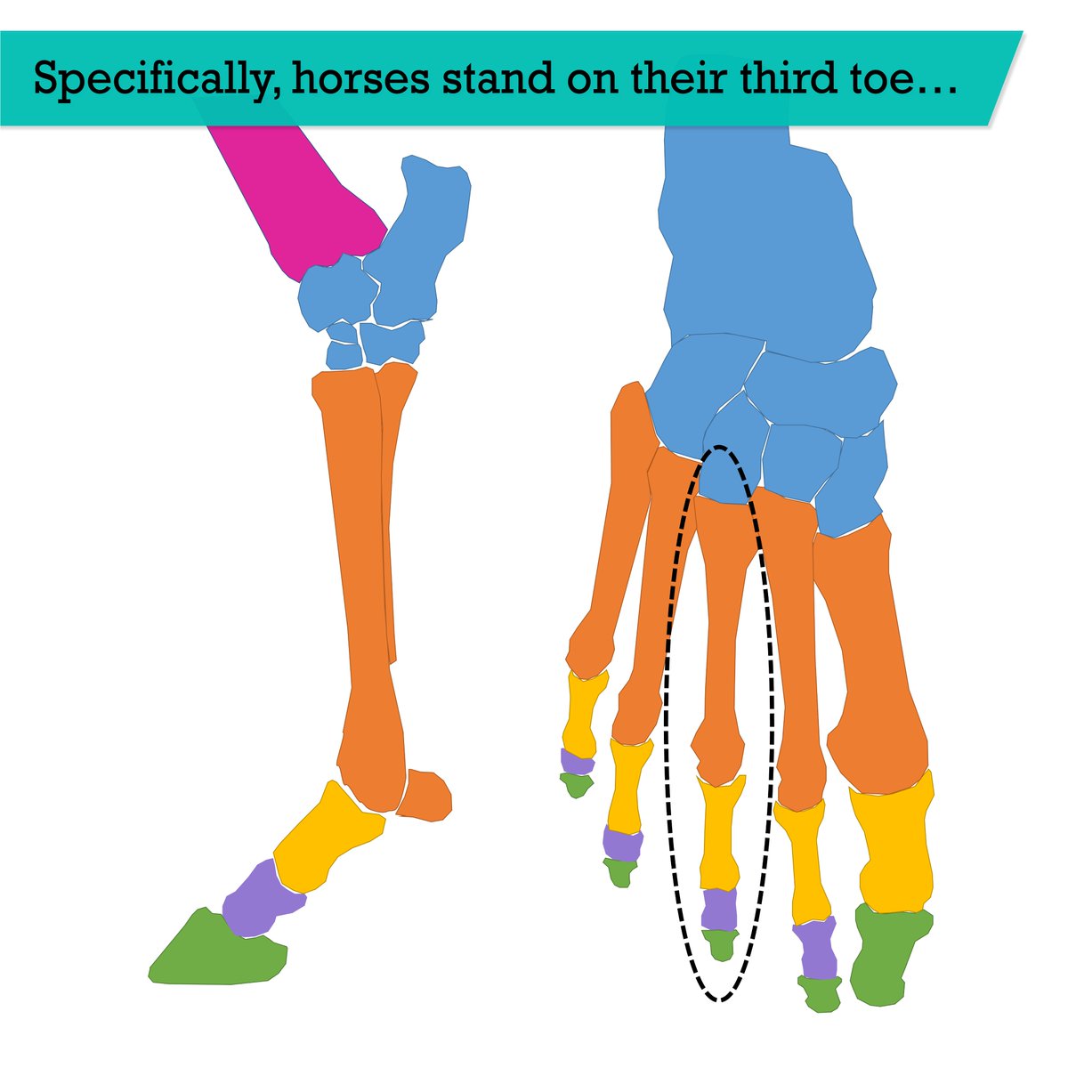 Both stand on the tips of their toes, otherwise known as the distal phalanges (in green on the image). 

Specifically, horses stand on what is equivalent to the third toe in humans (or 3rd distal phalanx).

#anatomyfacts #comparativeanatomy