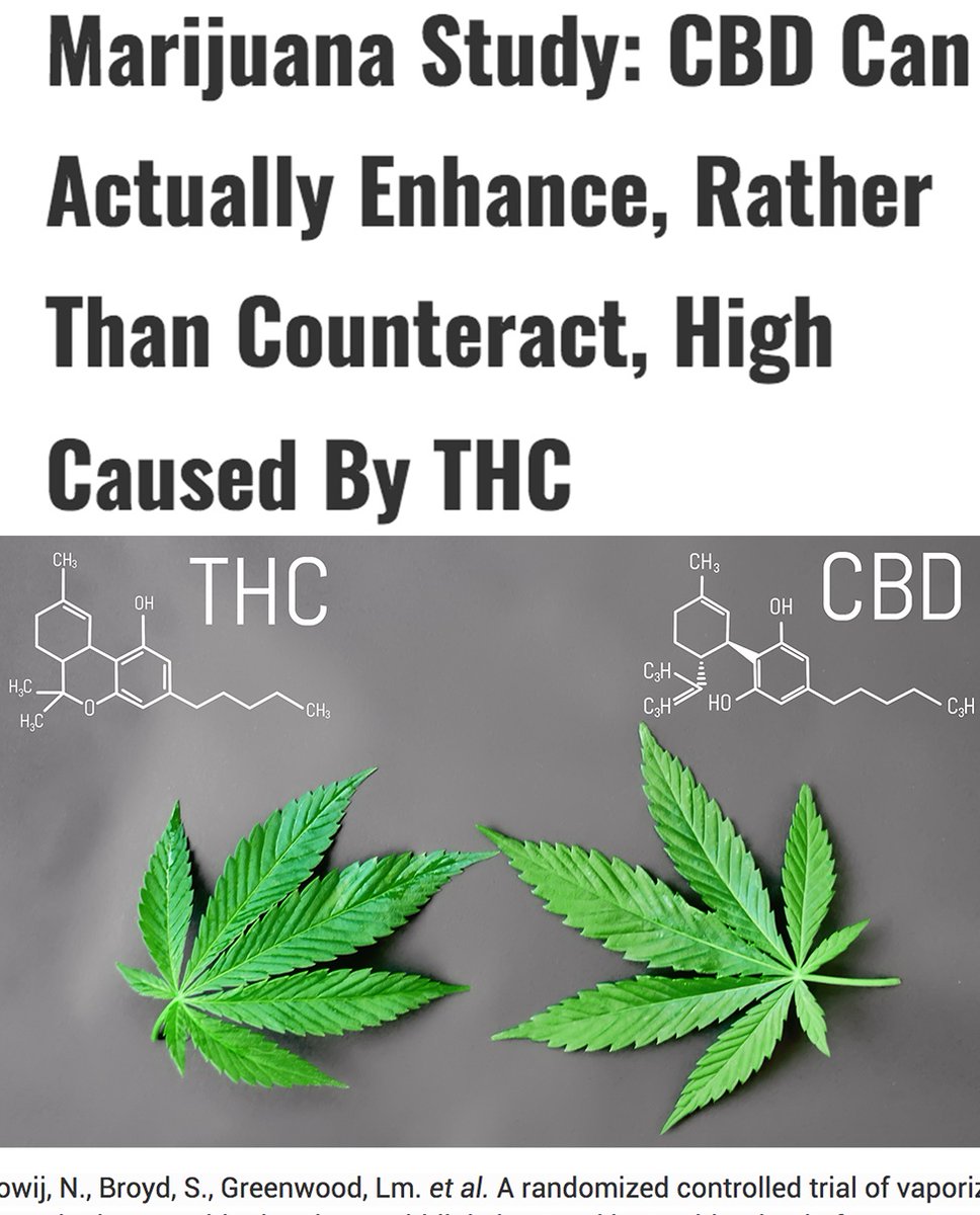 313CannabisKing's tweet photo. It's crucial to understand how CBD and THC work together in order to dose properly. #CannabisCommunity #Mmemberville #weedsmokers #smokeweed #bongbombshell #shatter #RSO #LegalizeIt https://t.co/BCEOm4RUge