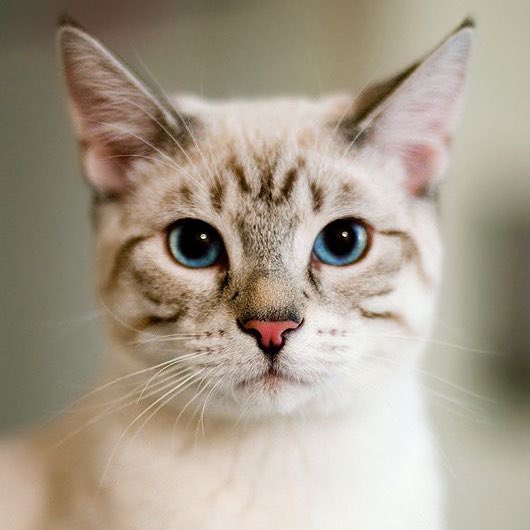 냥냥이 tweet media