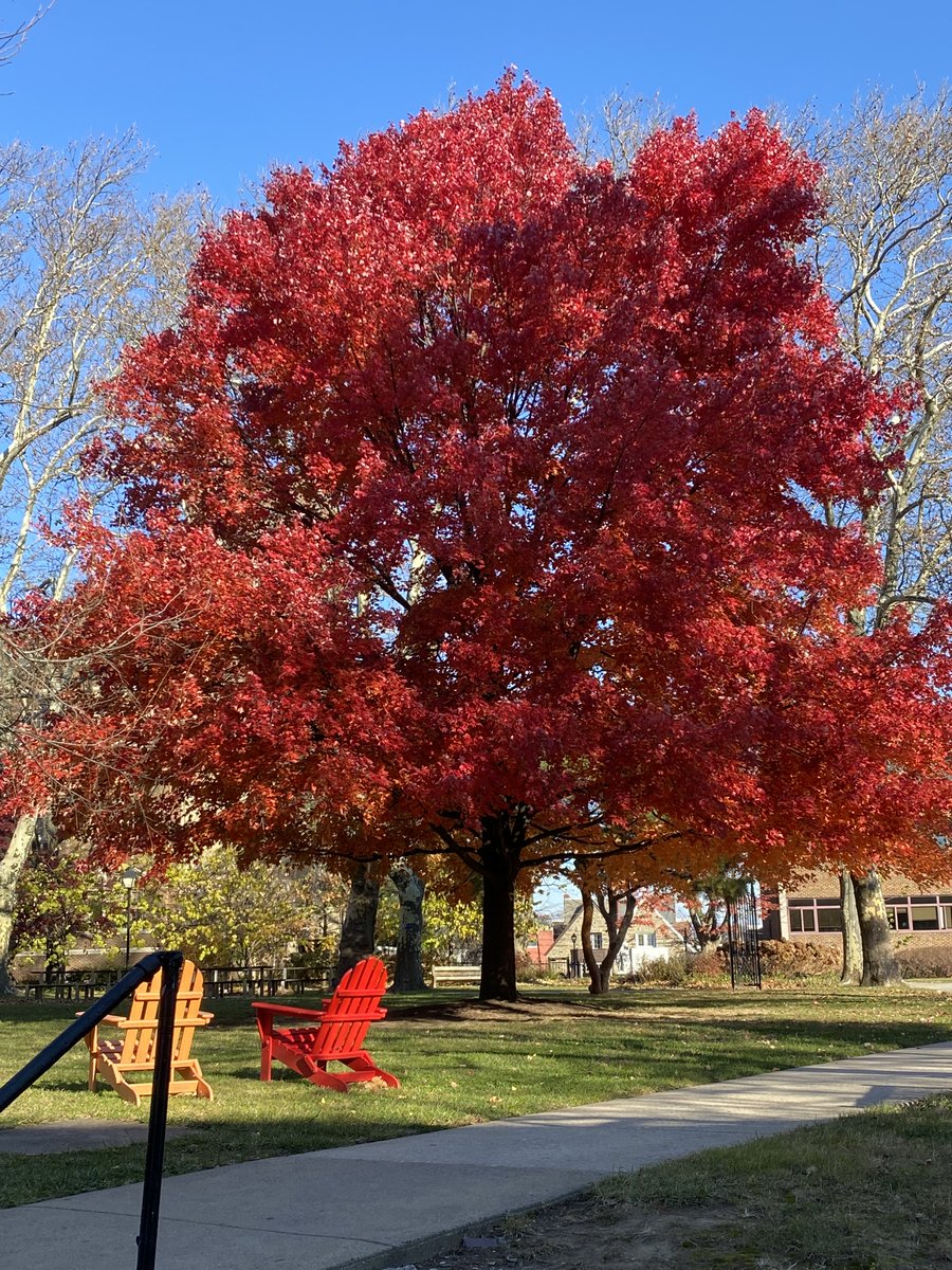 Well, it's Advent and Cyber Monday and it's beginning to look a lot like -- you know! But this tree on campus is defiantly reminding us -- It's still fall!😄