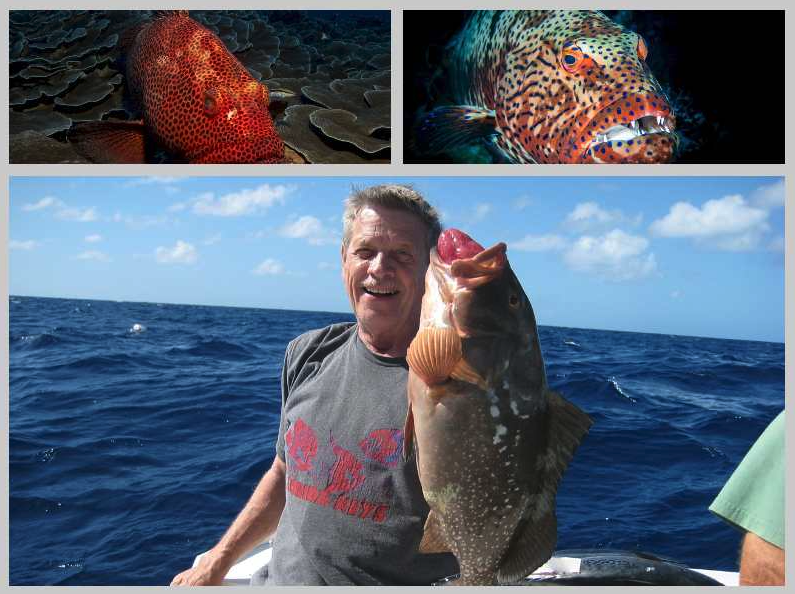 #DidYouKnow

Worldwide there are 159 species of groupers — Epinephelinae — and Florida is home to many of the best species.

bit.ly/3D2ajKr