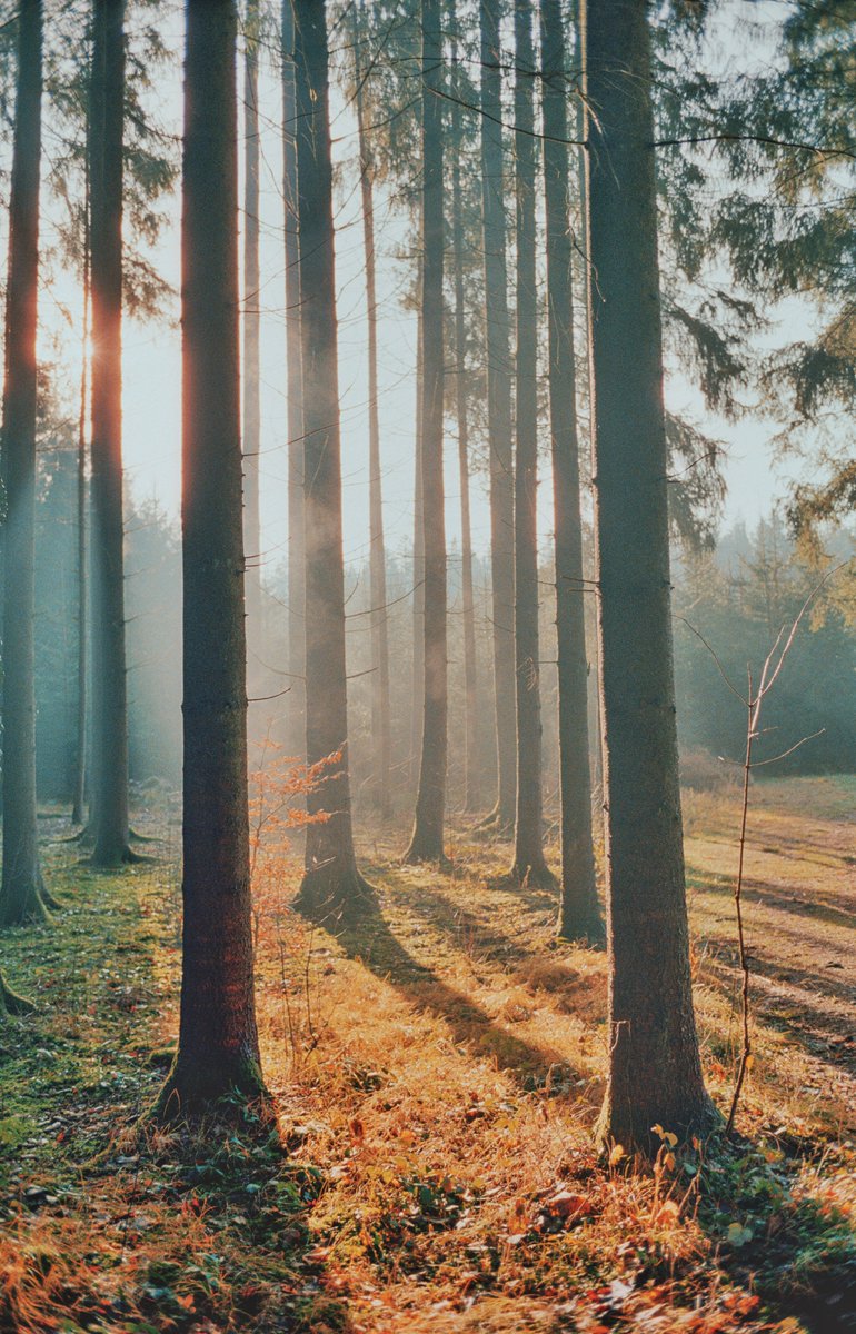 analoguevibez's tweet photo. film photos i took during 2020 https://t.co/9dCvYkjE7S