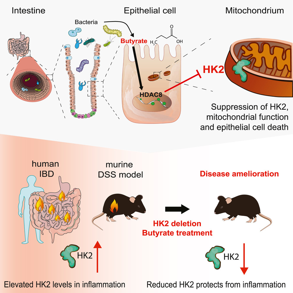 PMI (@medinflame) on Twitter photo Link between intestinal #inflammation and #microbiome. Check out the new publication of our members <a href="/Microbiome_Fxn/">Felix Sommer</a> and @PhilipCRosensti <a href="/kieluni/">Universität Kiel CAU 🎓</a>. <a href="/Cell_Metabolism/">Cell Metabolism</a> precisionmedicine.de/en/details/new… Link between intestinal #inflammation and #microbiome. Check out the new publication of our members <a href="/Microbiome_Fxn/">Felix Sommer</a> and @PhilipCRosensti <a href="/kieluni/">Universität Kiel CAU 🎓</a>. <a href="/Cell_Metabolism/">Cell Metabolism</a> precisionmedicine.de/en/details/new…
