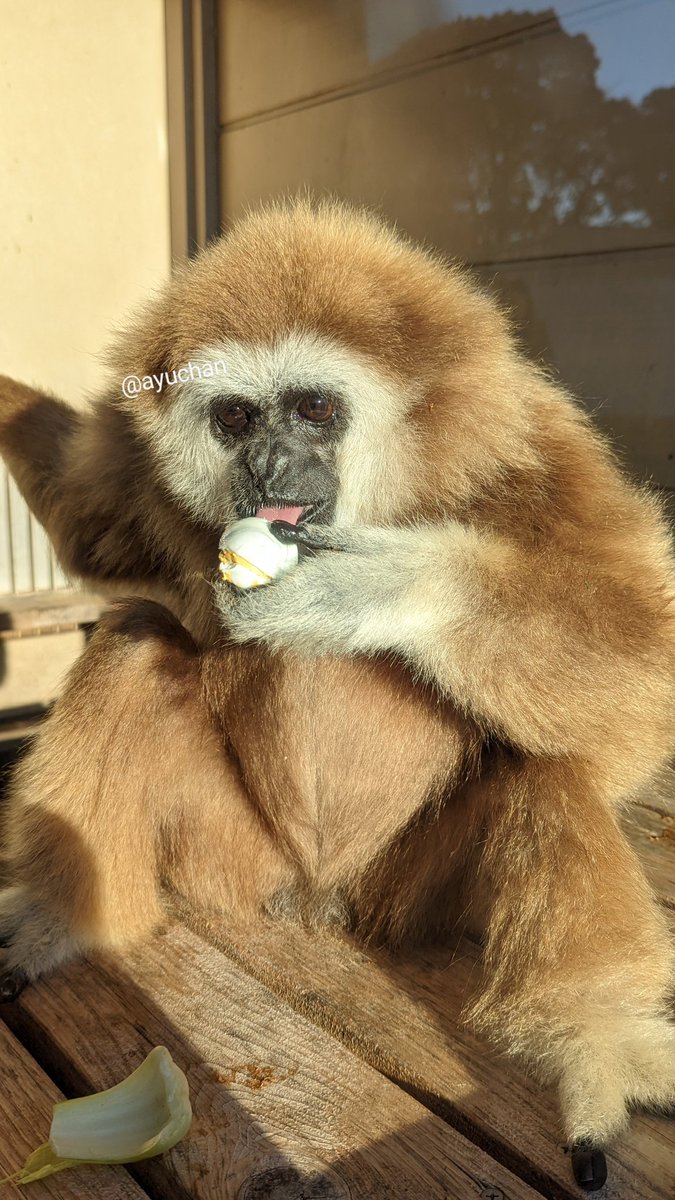 The Monkey Monday (@TheMonkeyMonday) / Posts / X
