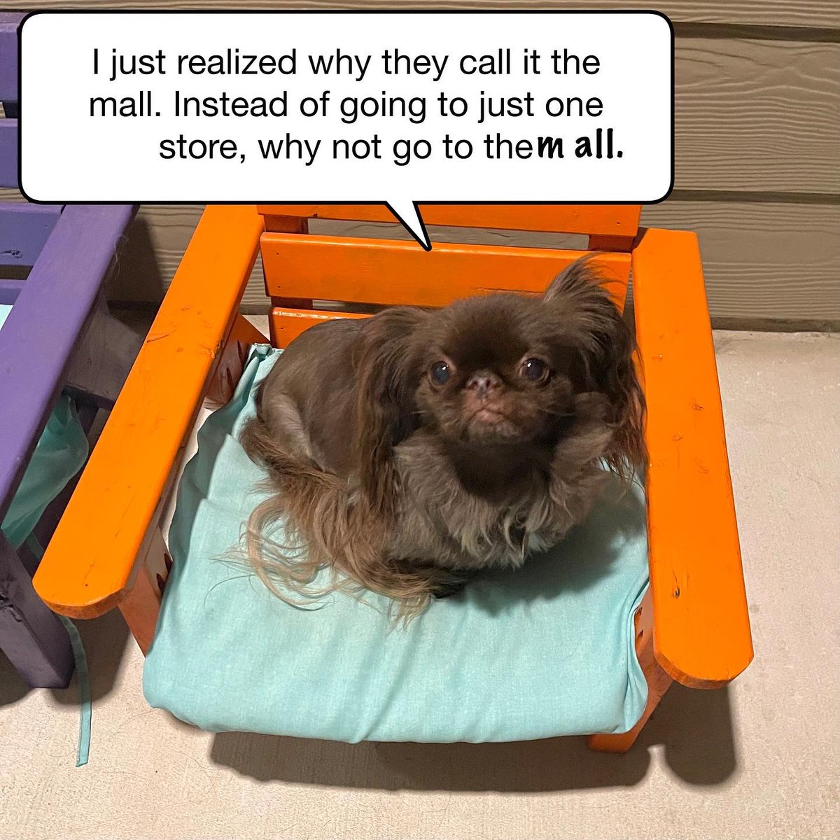 Let the shopping season begin. 
#ChristmasShoppingChaos #Pekingese #funnydog #funny #caption #barkpost #memes #MallOfAmerica