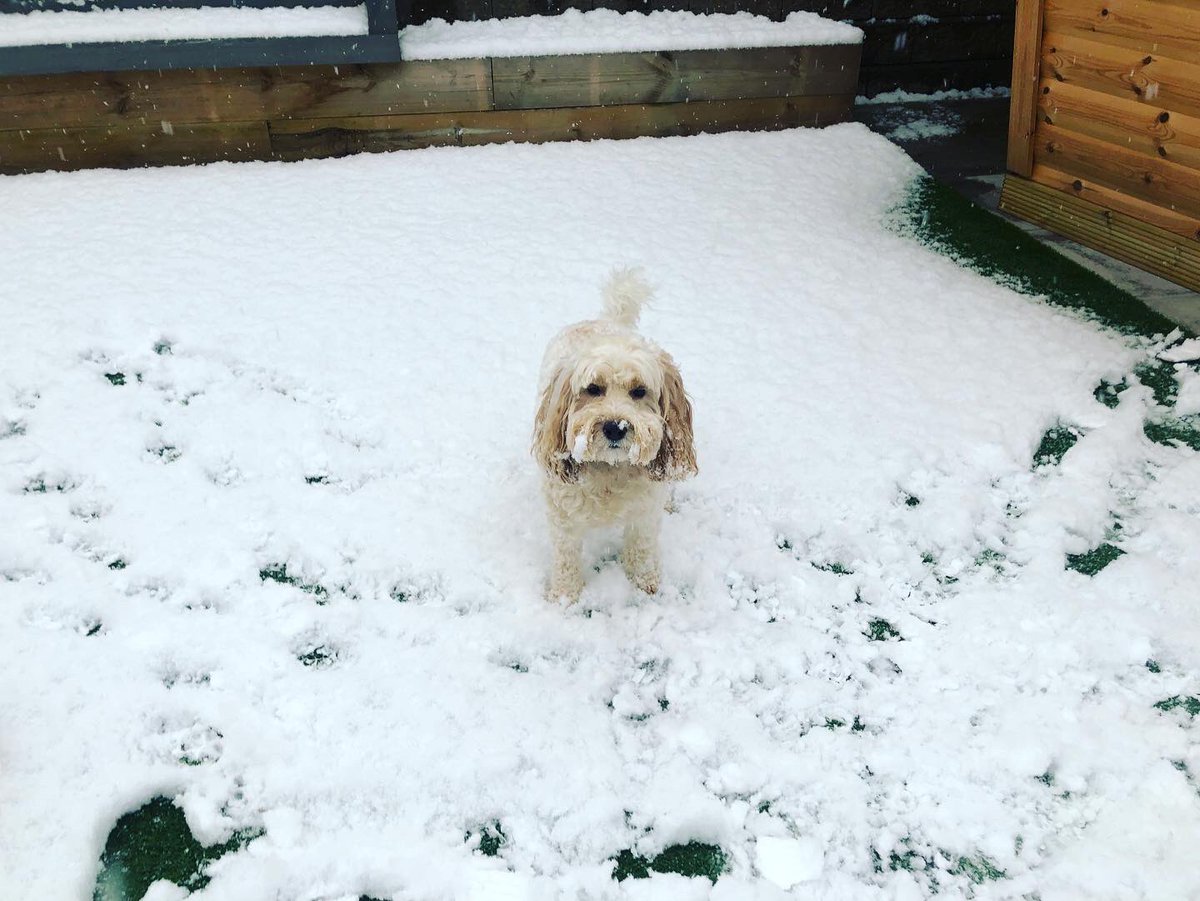 HarleyLedwidge's tweet photo. Fun in the snow #cockapoo #lovinglife ❄️ https://t.co/7mLdzJFhYt
