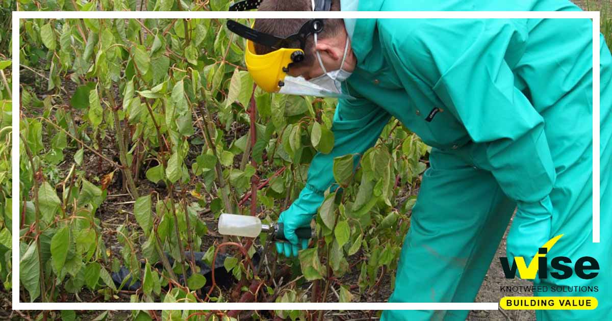 At Wise Knotweed Solutions, we have a number of #JapaneseKnotweed treatment options that are vetted and approved by the Property Care Association #PCA (the governing body of our industry). To find out more about the benefits of each treatment simply get in touch today.