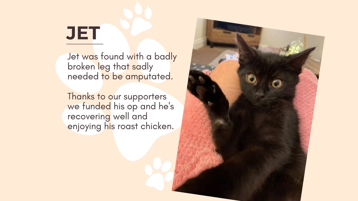 EdenRescue's tweet photo. This #ChristmasChallenge21 we're raising funds to help with vet bills. Your support will help us to help more animals like Jet. 
Visit https://t.co/0eM5Rh7p1M. Search for Eden Animal Rescue. The first £2,500 will be doubled - One Donation, Twice the Impact!❤️#catsoftwitter https://t.co/jqlcikWXdt