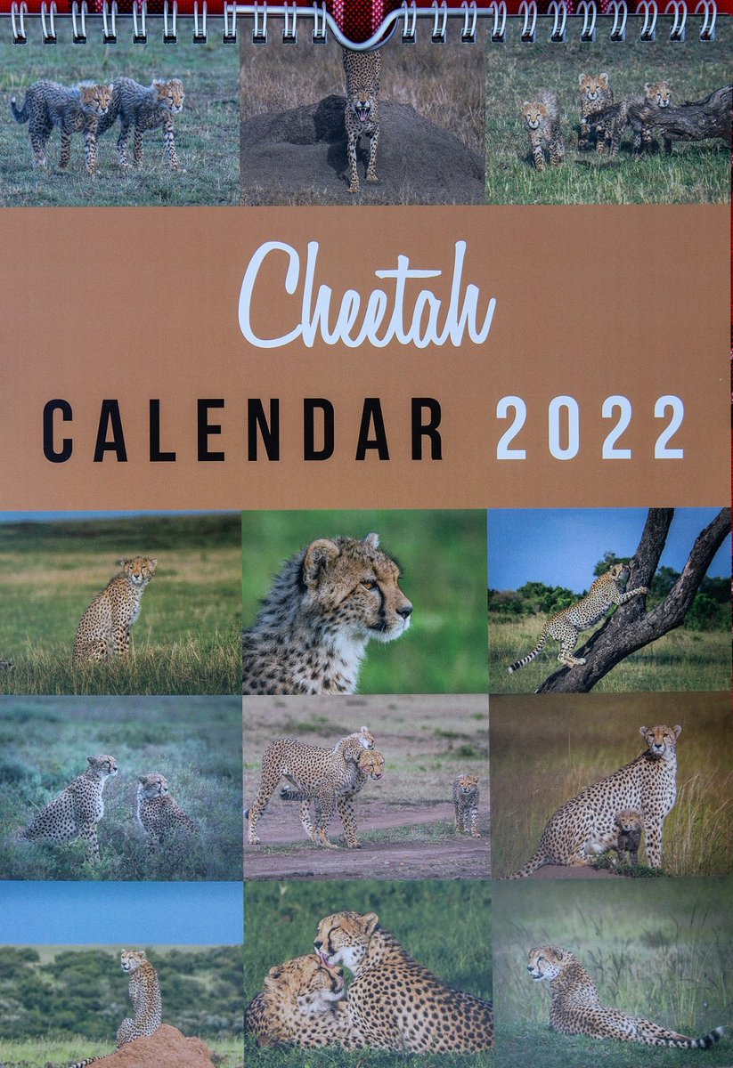 CCFCheetahUK's tweet photo. CCF UK's Community Lead/wildlife photographer @AlisonMees has created these beautiful 2022 #cheetah #calendars and they're on sale now for just £15 inc p&amp;p. If you're interested in purchasing one, get in touch with Alison at alison1@cheetah.org.uk - 100% of profits go to CCF! https://t.co/P60rwIhUUi