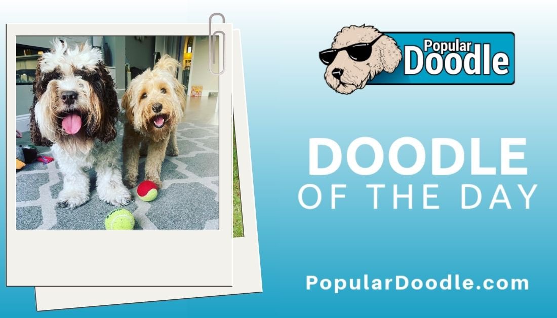 popular_doodle's tweet photo. 📷 woody_and_olive_doodles (on IG)

#populardoodle #labradoodle #labradoodlelove #labradoodlelife #labradodlelovers #labradoodles #minilabradoodle #labradoodlemom #miniaturelabradoodle #cockapoo  #cockapoolovers #cockapoos #cockapoolover #cockapoomom #cockapoocuteness https://t.co/yYZVzNd0m1