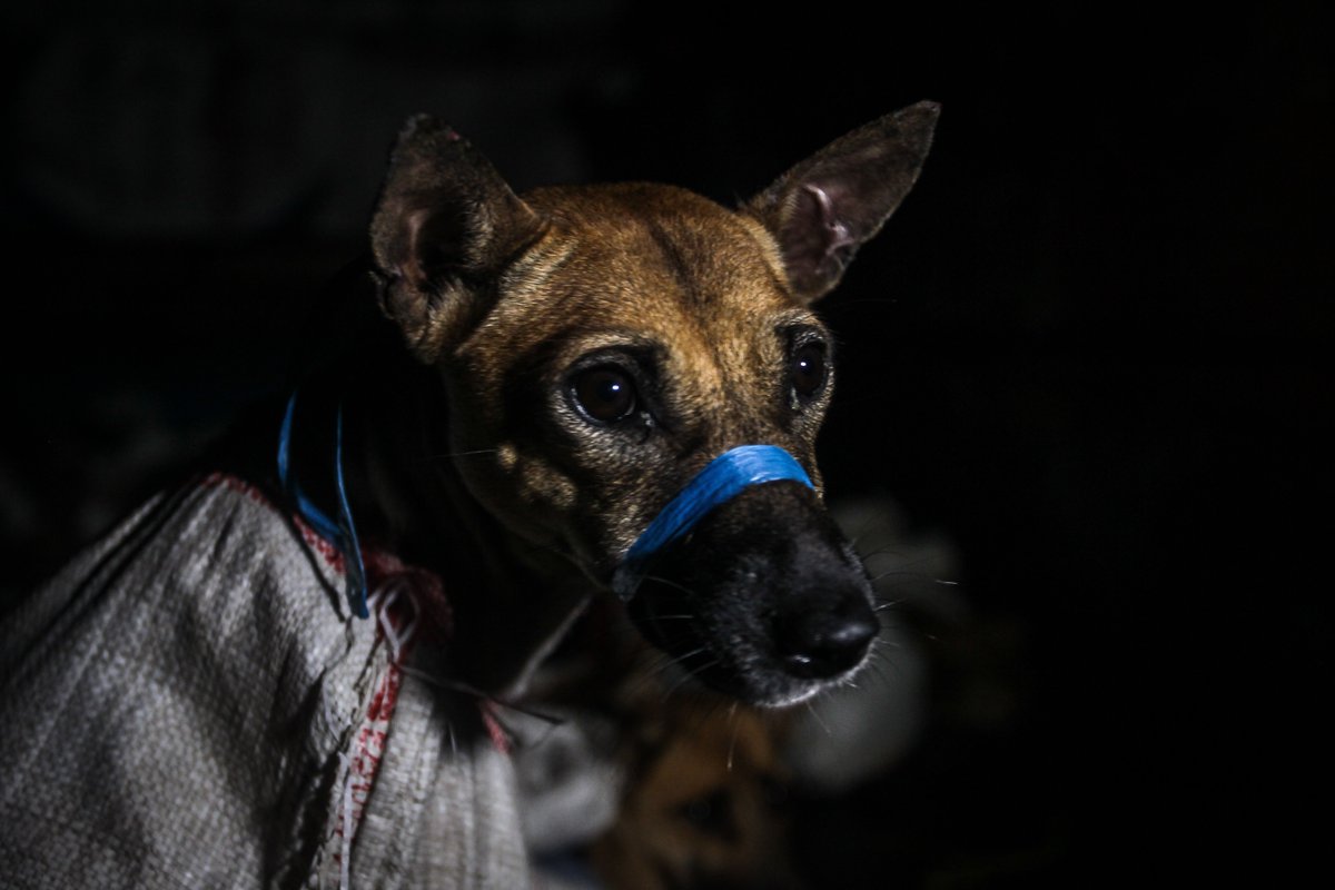 fourpawsint's tweet photo. 53 #dogs 🐕 rescued❗last minute❗before slaughter in #Indonesia by local #police. The animals were tied up in 🛍️ sacks, muzzles bound tight with ropes or cables, eyes wide open with fear. We will keep you posted what will happen next. Photo copyright: Dog Meat Free Indonesia https://t.co/23Cj4VMxQ4