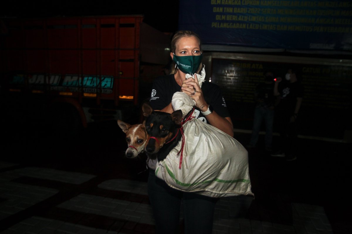 fourpawsint's tweet photo. 53 #dogs 🐕 rescued❗last minute❗before slaughter in #Indonesia by local #police. The animals were tied up in 🛍️ sacks, muzzles bound tight with ropes or cables, eyes wide open with fear. We will keep you posted what will happen next. Photo copyright: Dog Meat Free Indonesia https://t.co/23Cj4VMxQ4