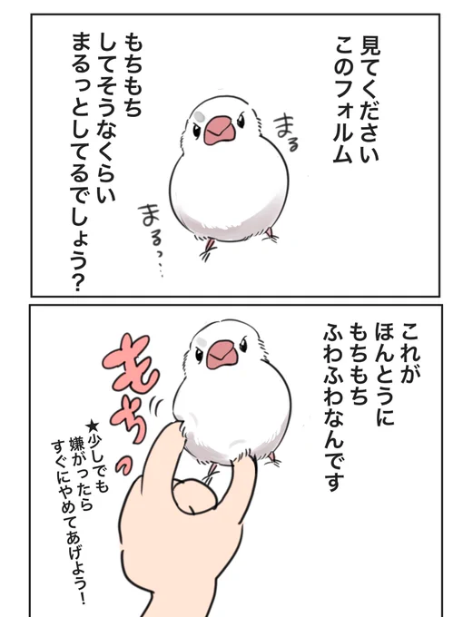文鳥、恐ろしい生き物 #文鳥 