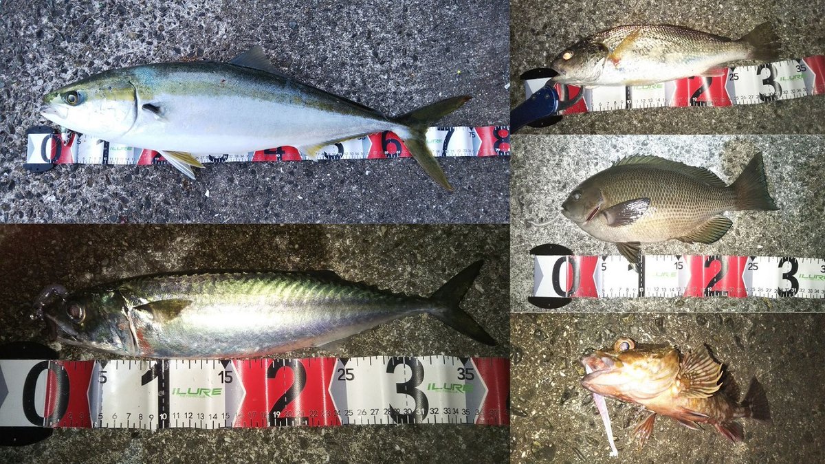 11月の釣果まとめ

●カサゴ・・・・レギュラー
●サバ　・・・・レギュラー
●ワラサ・・・・準レギュラー
●メジナ・・・・ゲスト
●イシモチ・・・ゲスト