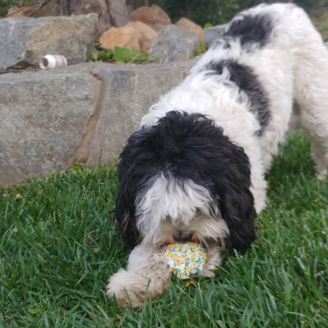 Happy 1st Barkday to me! 🥳💖
#adorabledogs #dogbirthday #dogsoftwitter #puppypics
#puppylove #puppybirthday #dogs #puppy #cutepuppy #petpics #birthday