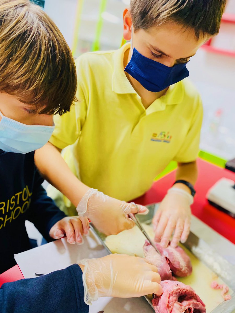 ColegioBristol's tweet photo. To the lab 🥼🔬! Los alumnos de 3º de la ESO se ponen manos a la obra en el laboratorio durante la clase de Biología diseccionando un corazón ♥️. Todas las fotos en fototeca 📷. https://t.co/TlAhD4JkKQ #lab #labpractice #science #laboratorio #ciencia #biologia https://t.co/SX6oN0u1it