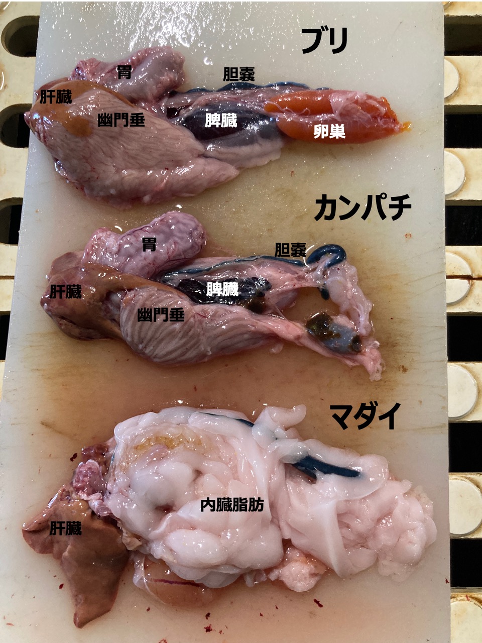 Yasuhiro Onogi Dr ブリの赤身も遅筋でいいのか となると筋間脂肪をエネルギー源にしてるんだろうか Twitter