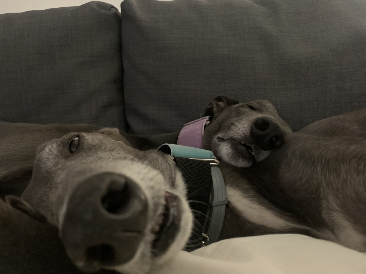 DavidOlusoga's tweet photo. This is where greyhounds should be on a cold winter's evening, on a sofa by the fire - not in the snow and the mud. Here's my two - both saved from an industry in which, last year alone, more than 400 dogs died. Make no mistake - greyhound racing is a blood sport. https://t.co/vNHDJHfezH