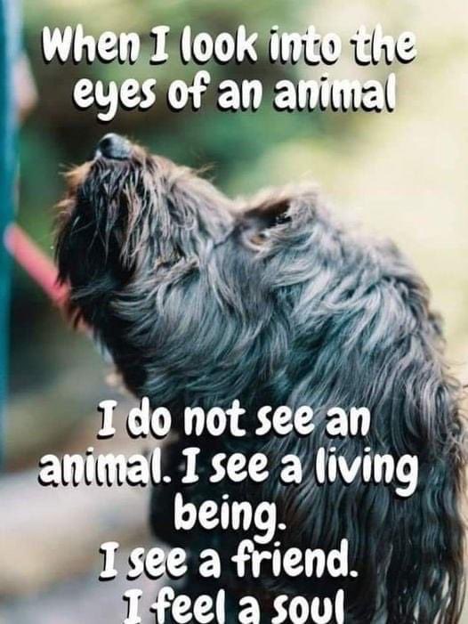 Zegdie's tweet photo. Good morning. Have a great day. 🐾 https://t.co/JydfFWS57s