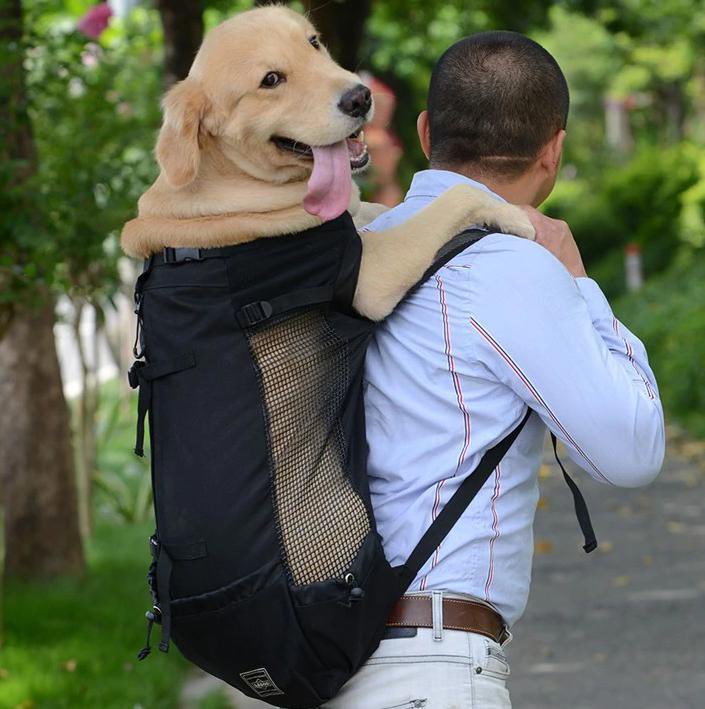 Voor een verhaal ben ik op zoek naar - jawel - Amsterdammers die hun hond graag in een buggy/draagzak/rugzak vervoeren. Wie? 🐕