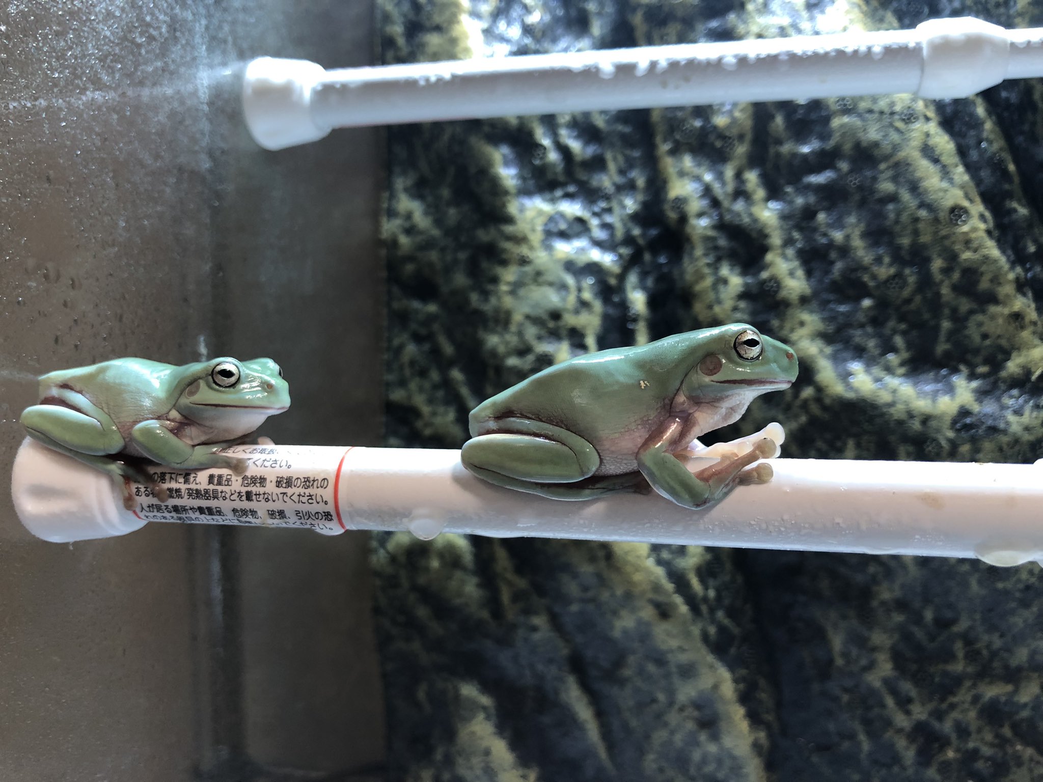 カエル飼育初心者代表 Closeupanimal Twitter
