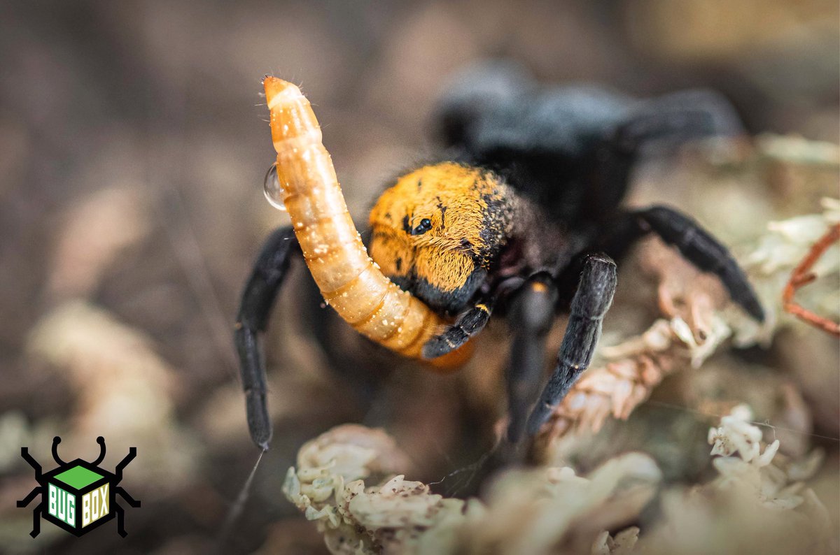 Bugboxuk's tweet image. ⚠️ DELAY ⚠️

Due to Storm Arwen we have to delay all live stock orders as the storm has brought some terrible snow and freezing cold temperatures across the UK. We will be back to shipping live stock orders as soon as weather conditions improve

#bugbox #shippingdelay #UKWeather