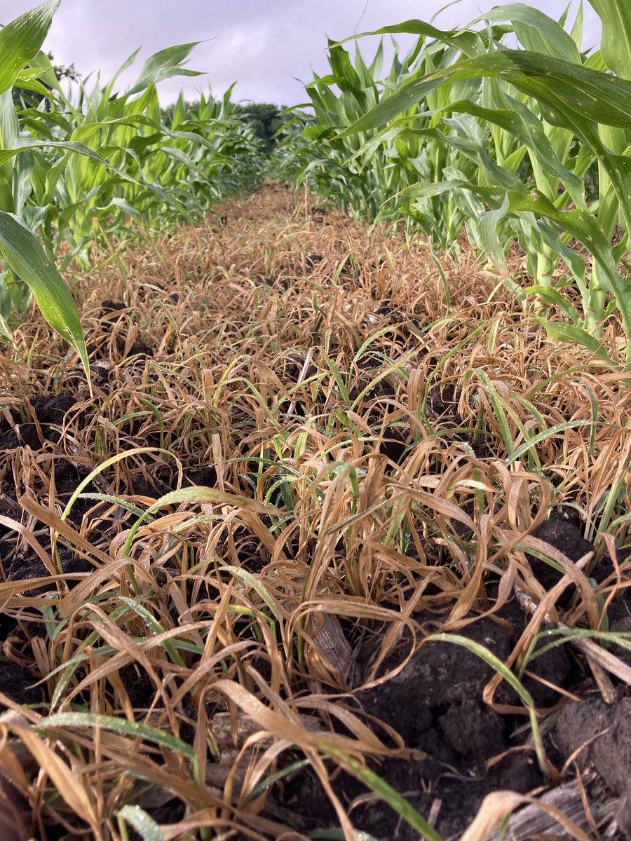 🌽 P2021 PWE. 

Pre y post aplicación de Verdict Max, alta población de Echinochloa crusgalli resistente a glifo. Excelente control 👏🏻💪🏻

#Enlist #maiz
<a href="/CortevaUY/">Corteva Uruguay</a>