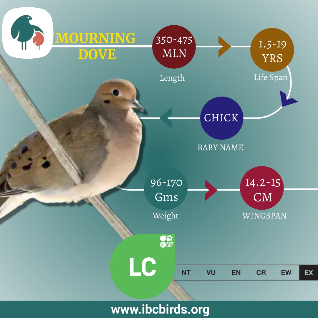#IBCBIRDS #BIRDS

Mourning doves live in the American southwest, as do several other species in the Columbidae or pigeon family. 
 
#IBCBIRDS #MourningDove #Dove #BIRDS