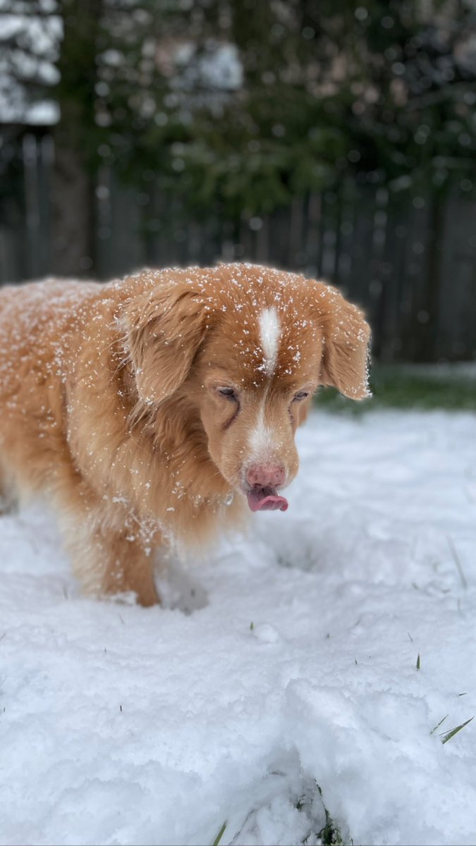 Tollermom's tweet photo. Catching snowflakes. #Tollers  #NSDTR #seniordogs https://t.co/bjtOYeyEVP