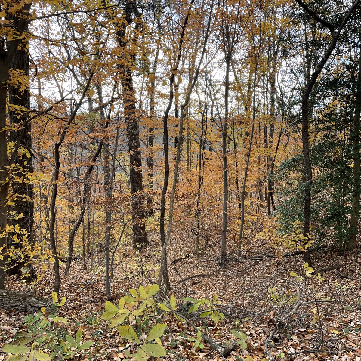 hatchdw's tweet photo. What’s bringing you #FallJoy? I ❤️ a chilly day + #WesternRidgeTrail #RockCreekPark + homemade scones! #AtHomeBaking #Nature #OptOutside #WeekendVibe https://t.co/IcJBas8Jek