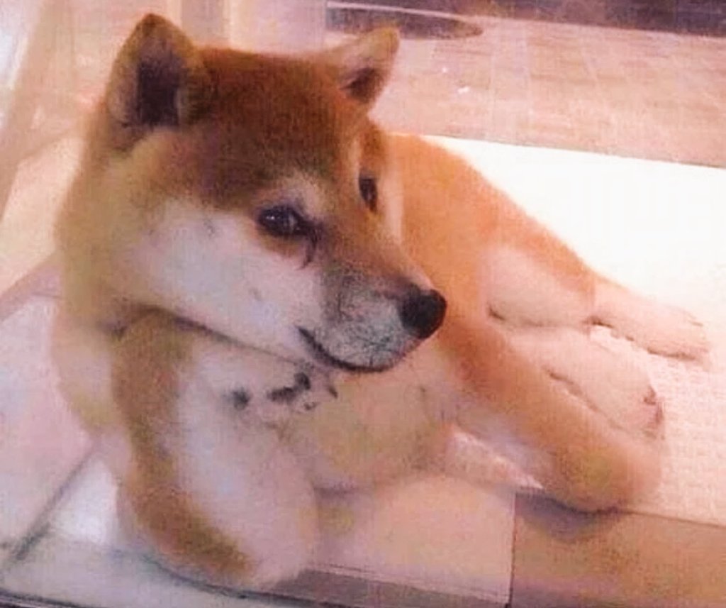 Doge Dollars🇺🇦💰💰💸⏳🚀🚀🌙🪐👽 tweet media