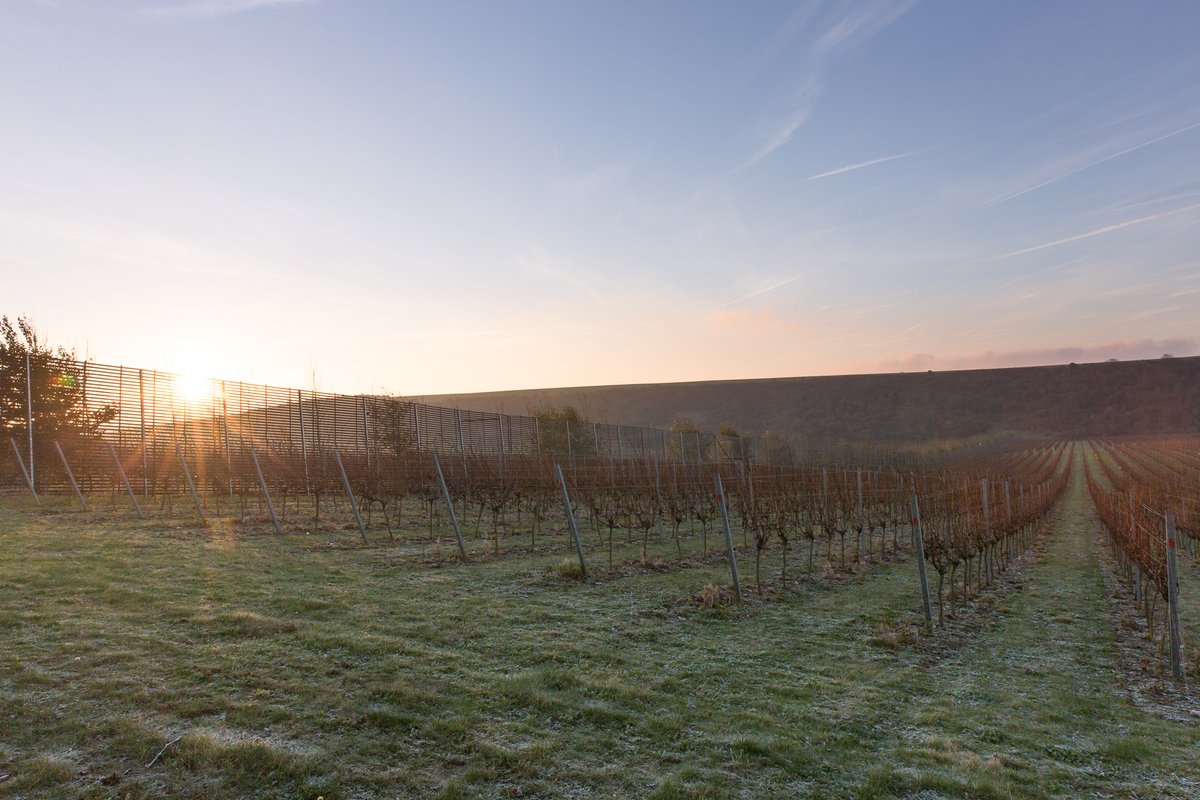 RathfinnyEstate's tweet photo. Wonderful sightings from a cold and frosty Vineyard this morning! @sdnpa https://t.co/ERbVNbblMB