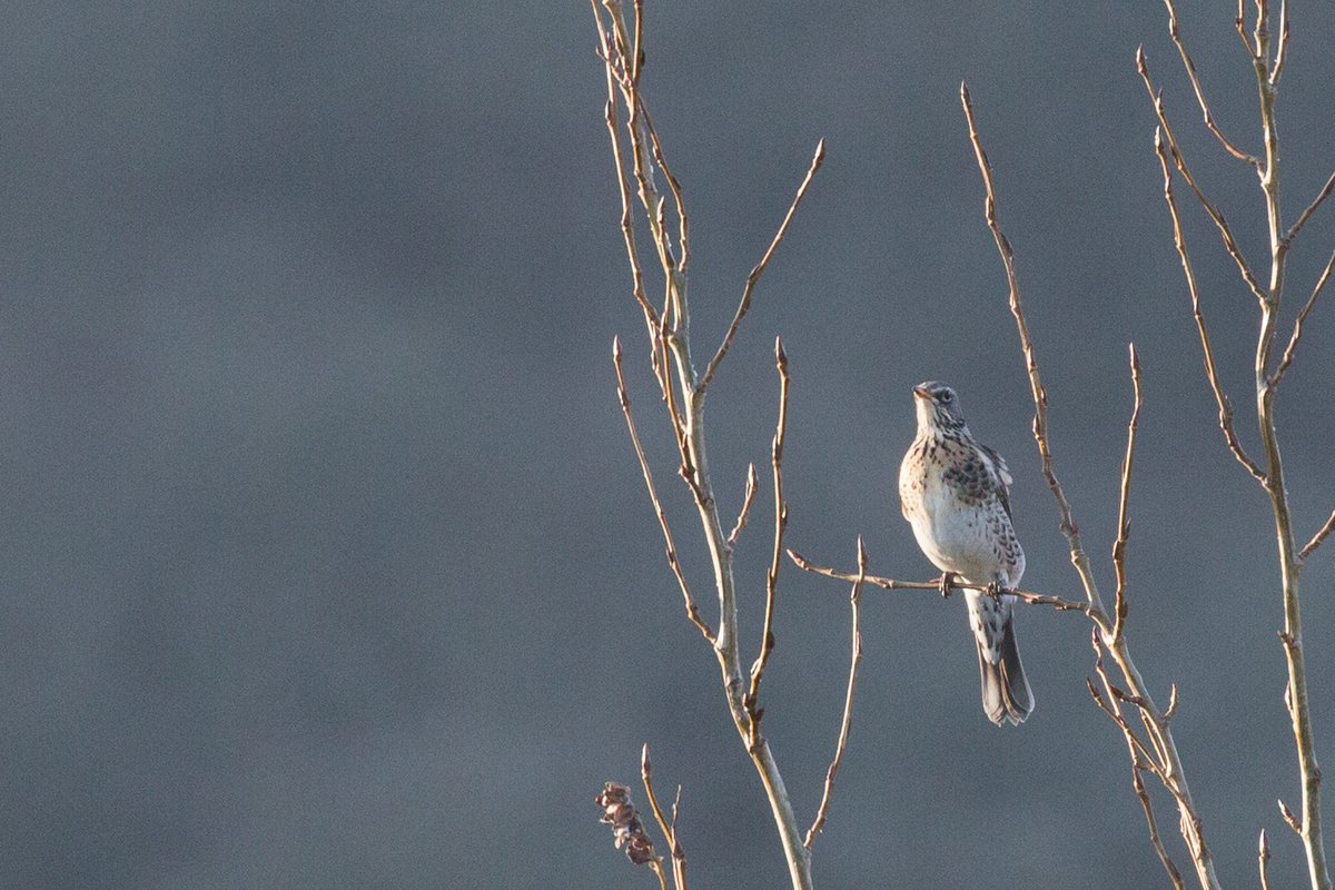 RathfinnyEstate's tweet photo. Wonderful sightings from a cold and frosty Vineyard this morning! @sdnpa https://t.co/ERbVNbblMB