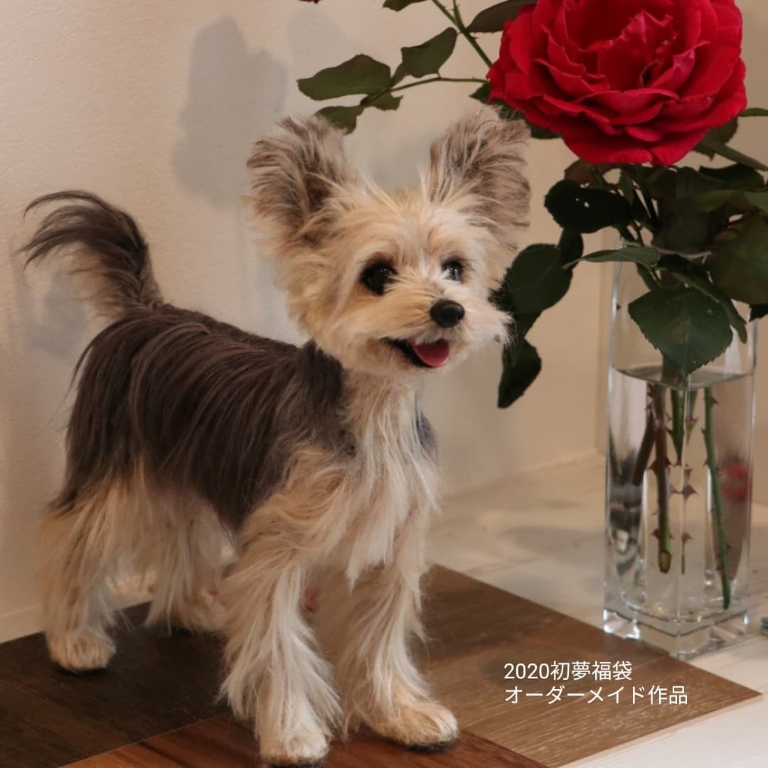 mido_feltart's tweet photo. 三越カルチャーサロン2022初夢福袋企画、中山みどりの愛犬愛猫オーダーメイドを1体（抽選）承らせていただきます🐶😺❗
お申し込みは12/5〜日本橋三越カルチャーサロンさんにて。お待ちしております😊
https://t.co/omoyWcGuRN
03-3274-8595

#三越 #三越カルチャーサロン #初夢 #福袋
#オーダーメイド https://t.co/6RuOSJ76uU