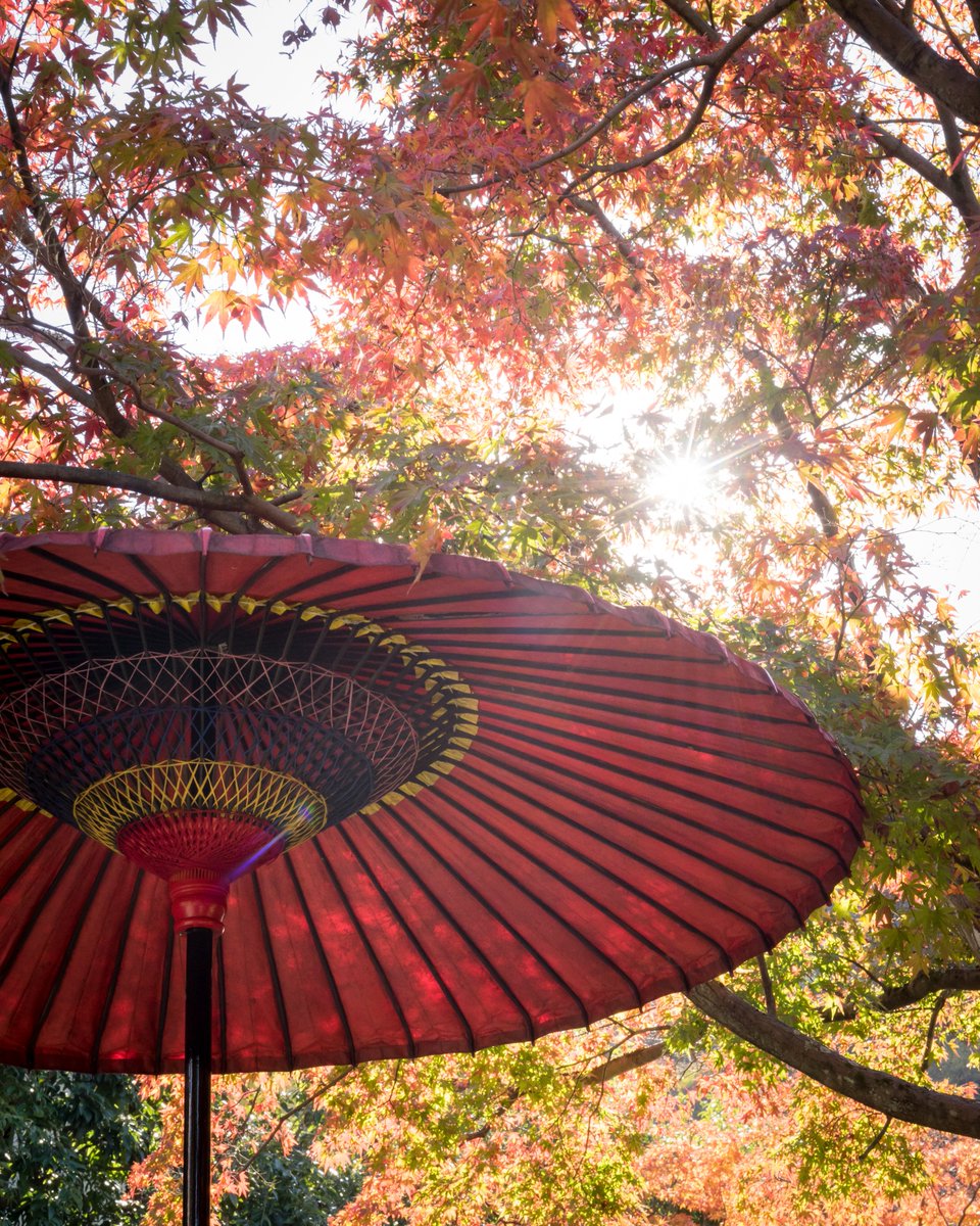 tomo_m2's tweet photo. 今年の秋は鎌倉の一条恵観山荘を訪ねてみました(2)
#sonyaplpha #photography #ファインダー越しの私の世界 #写真好きな人と繋がりたい https://t.co/bHqt6doim4