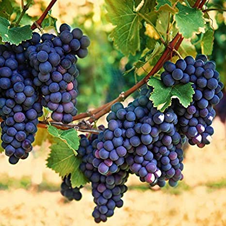 EnologyV's tweet photo. A cluster of Scarlet Royal table #grapes in a commercial #vineyard in Parlier. https://t.co/QgwdFEv186