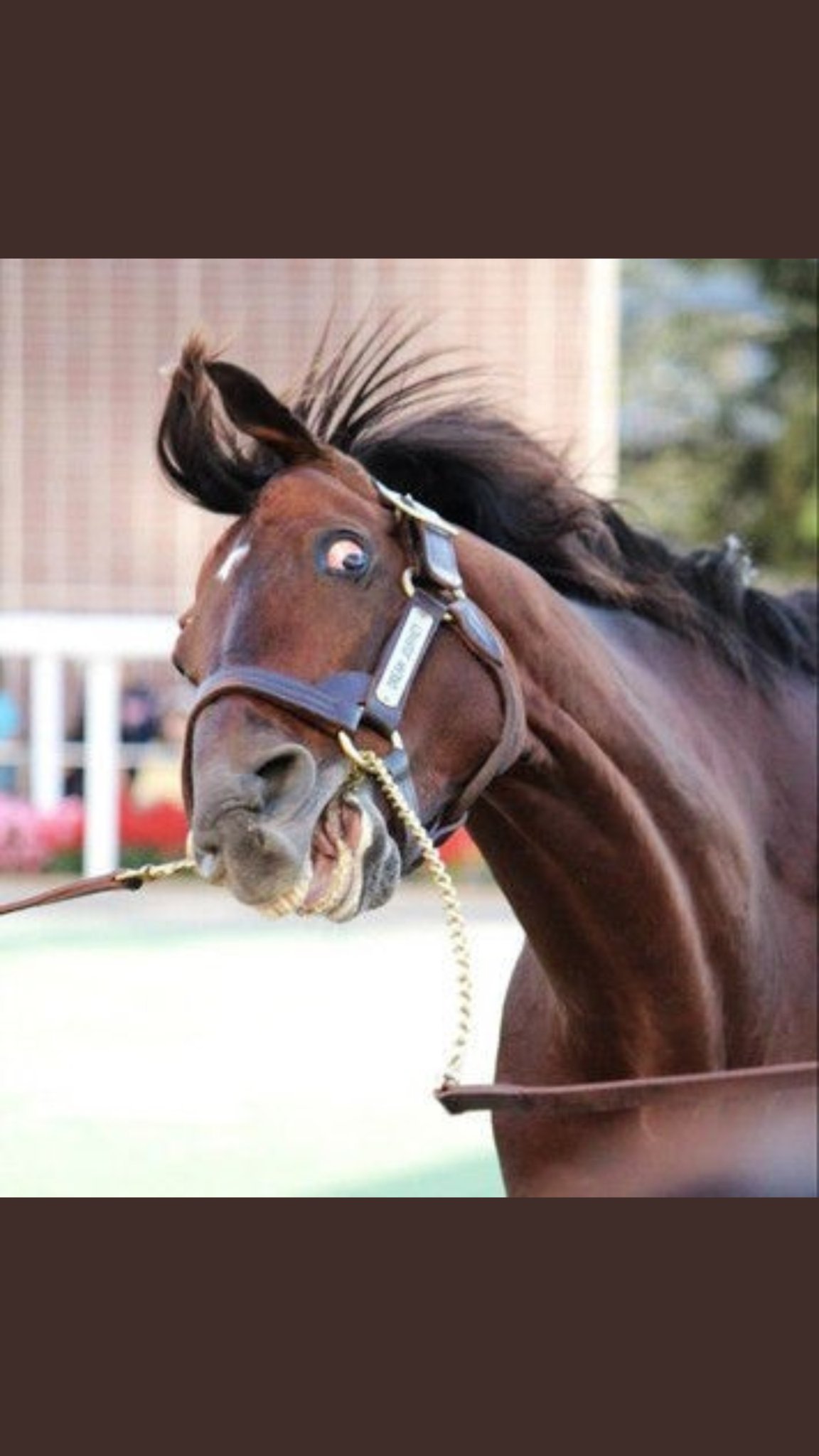 Twitter 上的 投稿馬 次のチャンミサジタリウス杯はやはり有馬記念が舞台でしたね ちなみに史実ではこれらの馬たちが勝利してるようですよ T Co Lahbgmvbet Twitter