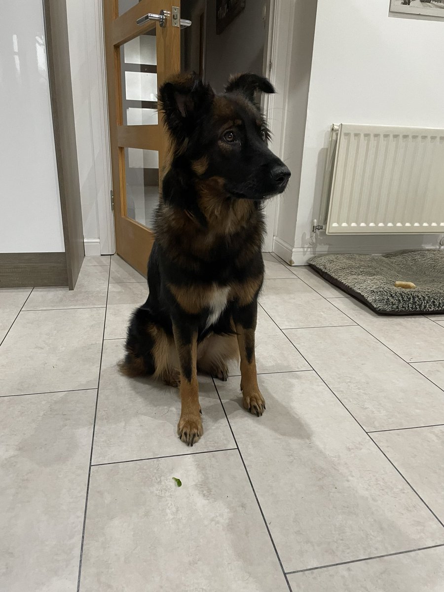 Lewis_K_W's tweet photo. That harness doesn’t even fit round her neck now. Can’t believe that was only 6 months ago 😭 https://t.co/XLQHx5Ty5E