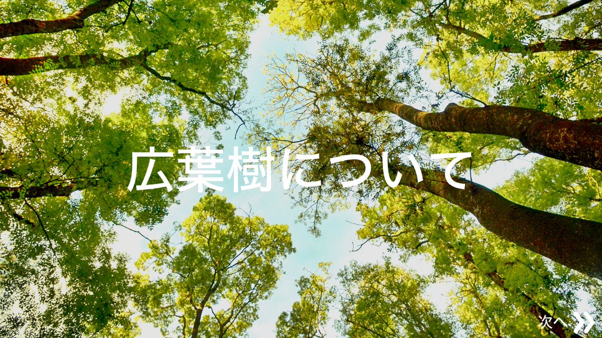 moricrew's tweet photo. 【広葉樹について】
木の種類で針葉樹ともう一つの種類はなんでしたか😲❓

答えは
「広葉樹」です👍

今度は広葉樹の特徴について見ていきましょう🌳

針葉樹より知らない木の名前が多いような気がします... https://t.co/HaLHMaDMCU