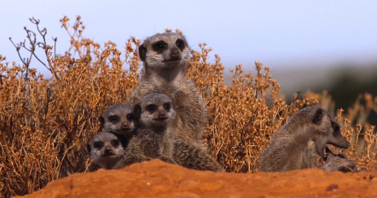 One of the most popular places to see meerkats is Makgadikgadi National Park in the eastern part of Botswana. This area was once a vast lake, larger than Switzerland!  🤯

#travelgoals #holiday  #botswana #meerkats