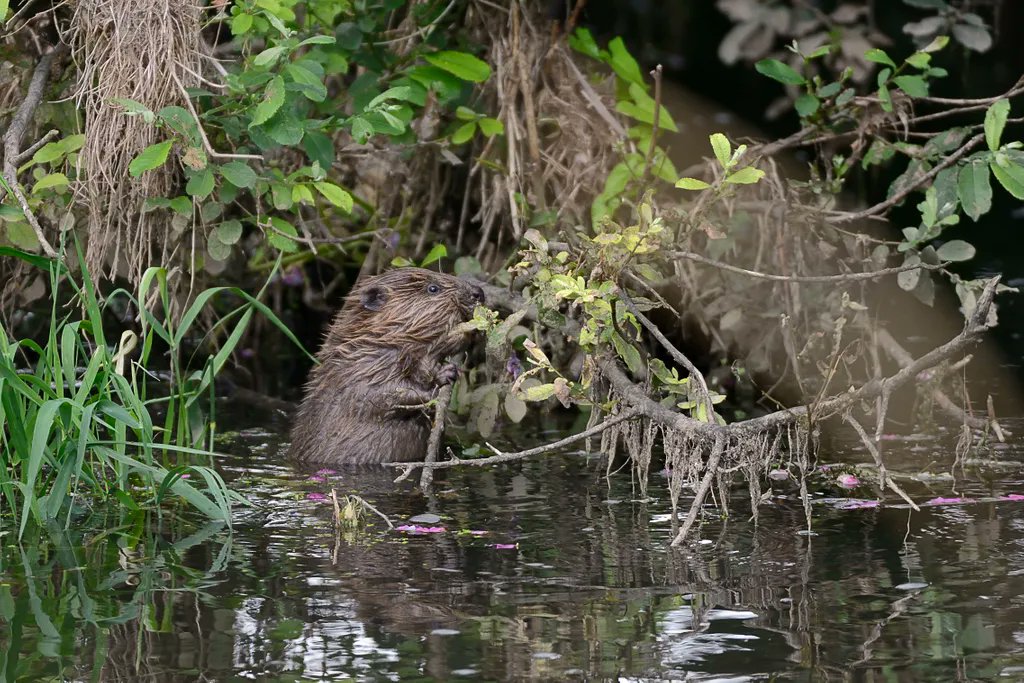 DevonWildlife's tweet photo. Beavers are amazing animals, transforming our rivers and wetlands for the better. DWT has led beaver conservation projects for over a decade, and we are looking for a passionate ecologist to continue this work. Read on 👉https://t.co/sAHXftktWD

📷Nick Upton #NaturalSolutions https://t.co/QSrhf0mDSo
